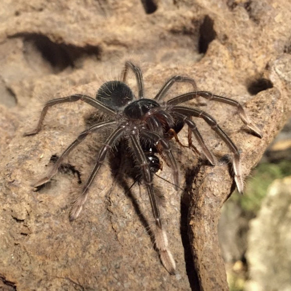 Theraphosa apophysis