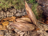 Sororoca Pod