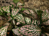 Fittonia - grün-pink
