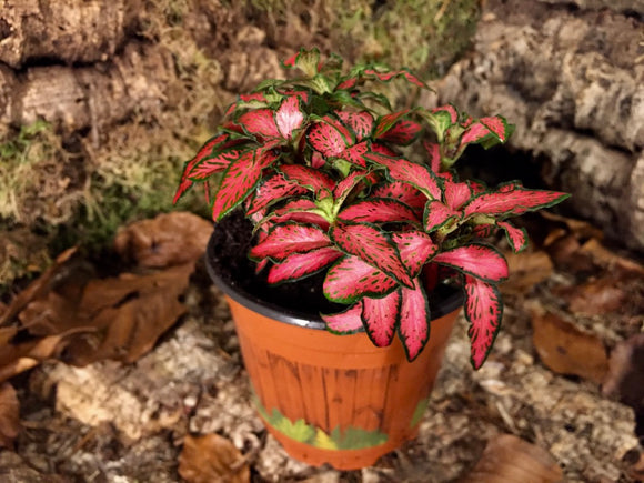 Fittonia - rot