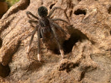 Theraphosa apophysis