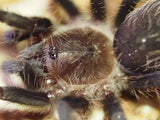 Tliltocatl albopilosus Nicaragua