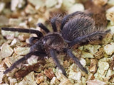 Tliltocatl albopilosus Nicaragua