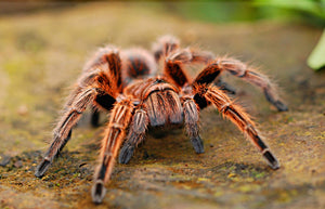 Grammostola rosea