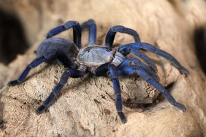 Haplopelma lividum