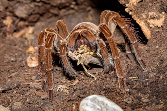 Theraphosa stirmi